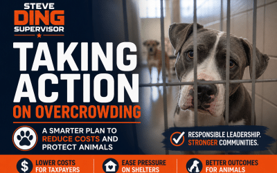 Tackling the Stray Animal Crisis—With a Common-Sense First Step